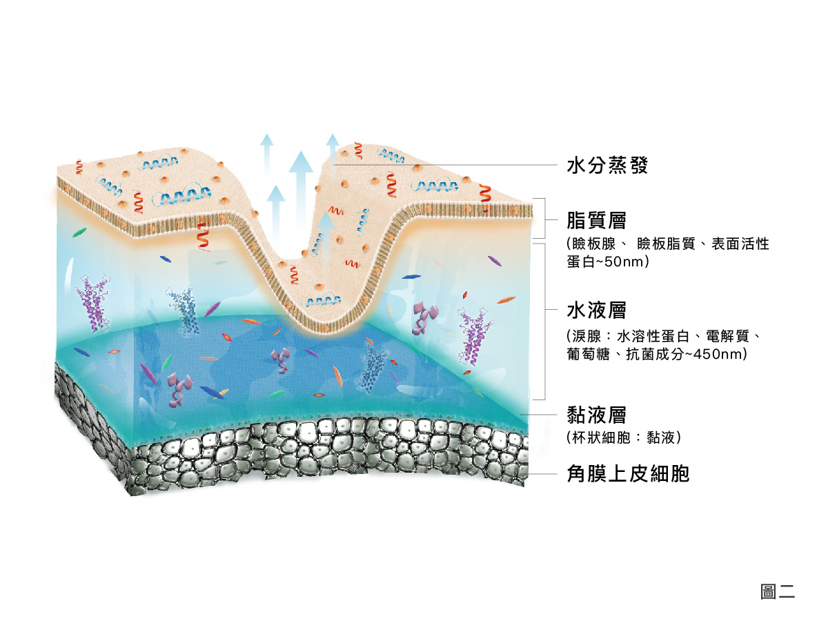 眼睛淚膜缺水的模樣