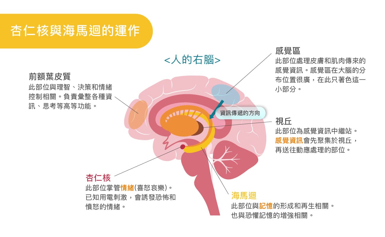 杏仁核和海馬迴運作