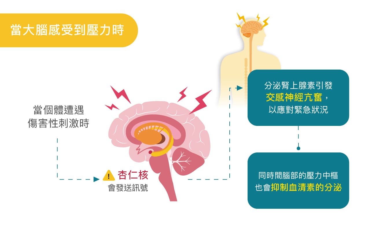 人感受到壓力時的大腦運作