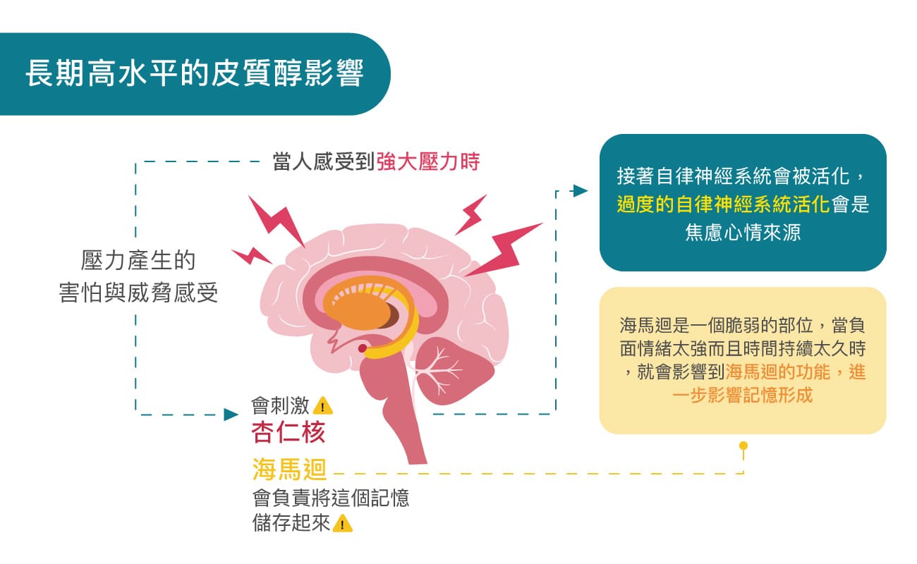 長期高水平的皮質醇影響