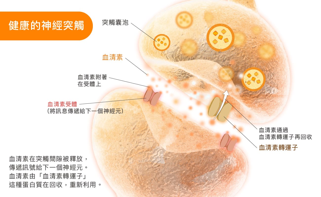 長期高水平的皮質醇影響