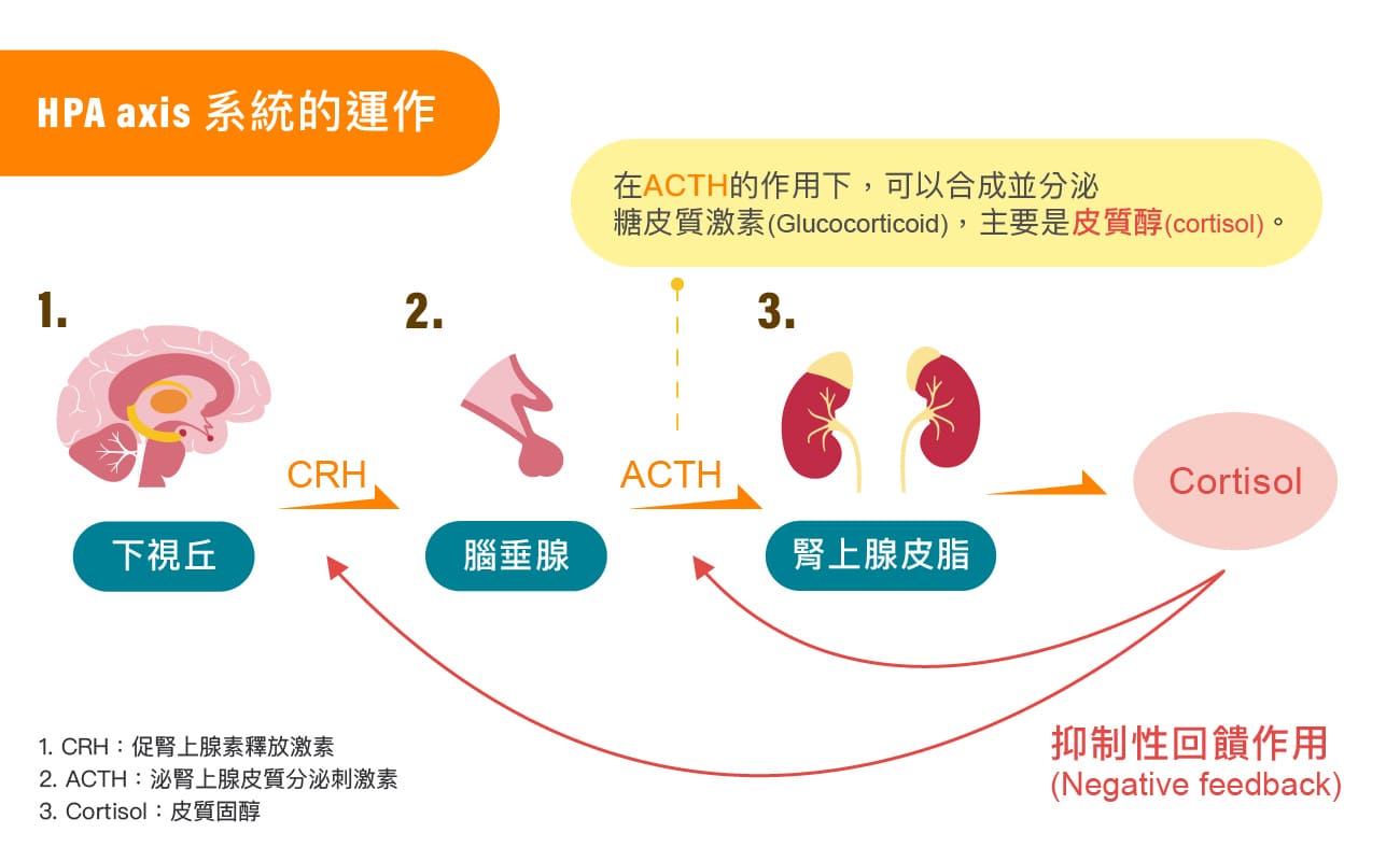 HPA axis系統運作