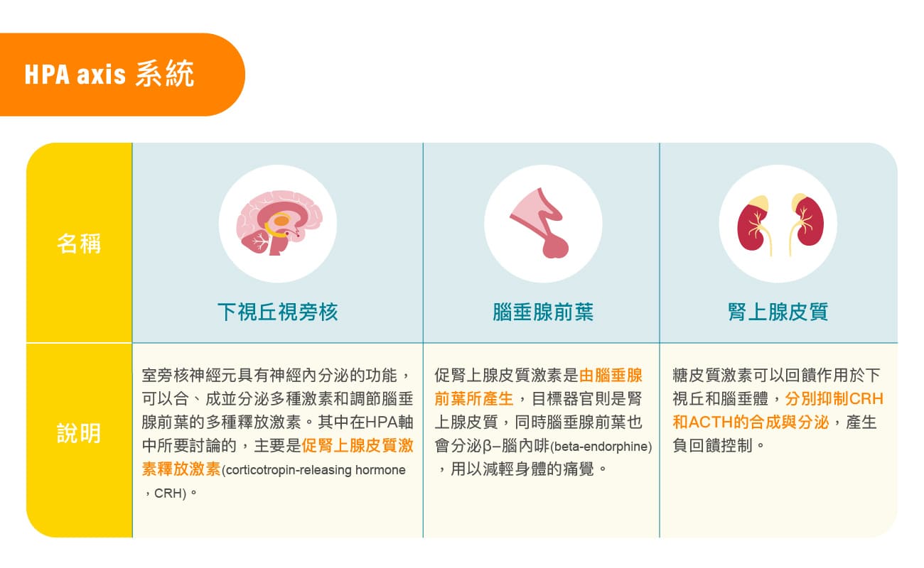 HPA axis系統