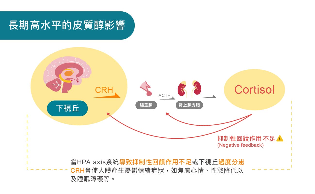 長期高水平的皮質醇影響