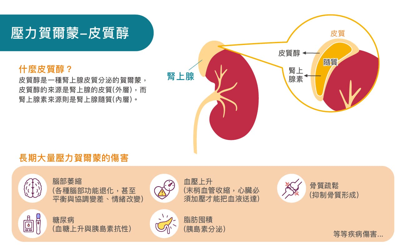 長期高水平的皮質醇影響