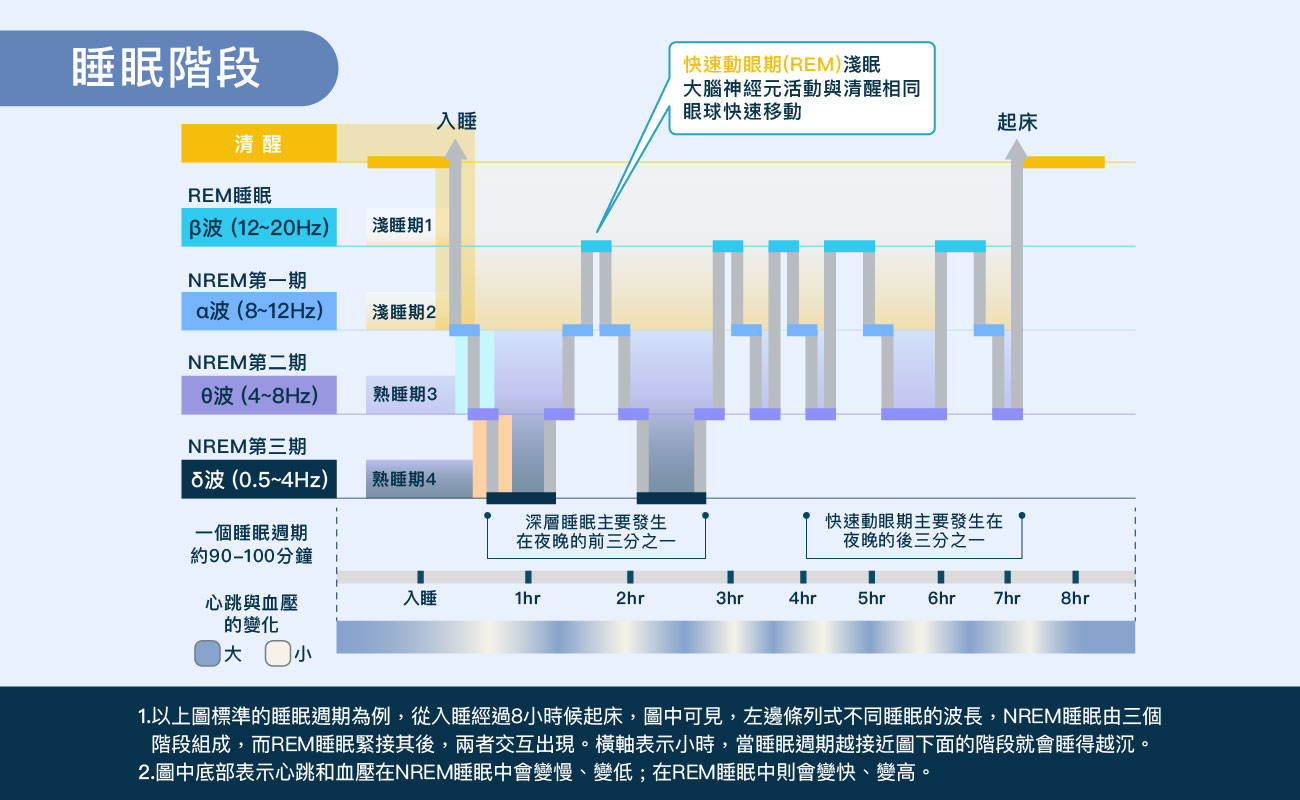 解答為什麼一直睡睡醒醒 - 睡眠階段圖說