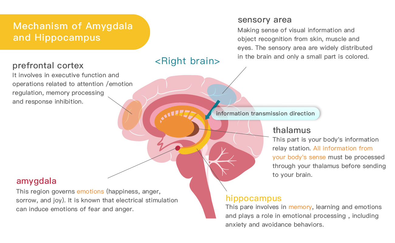 杏仁核和海馬迴運作