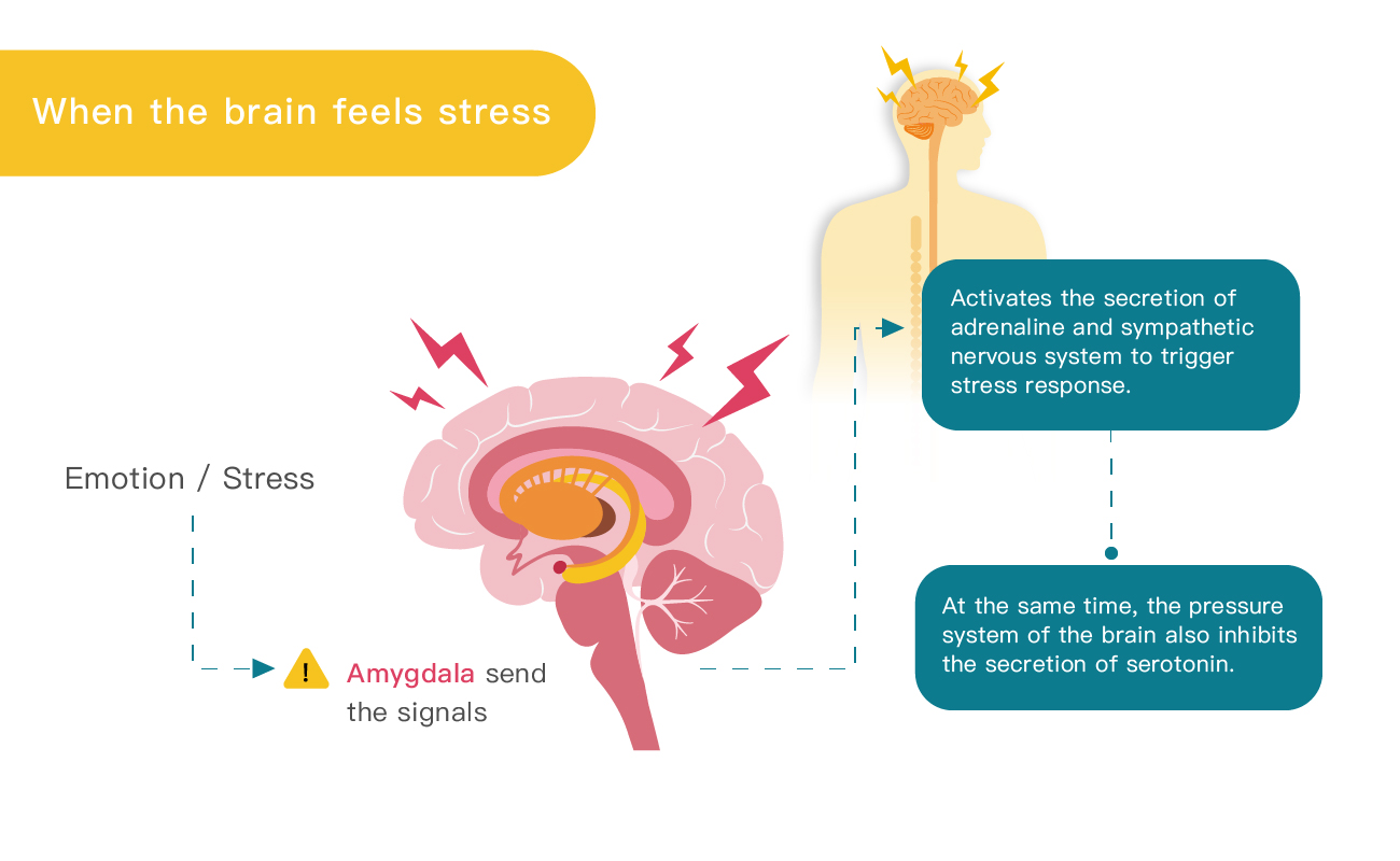 人感受到壓力時的大腦運作