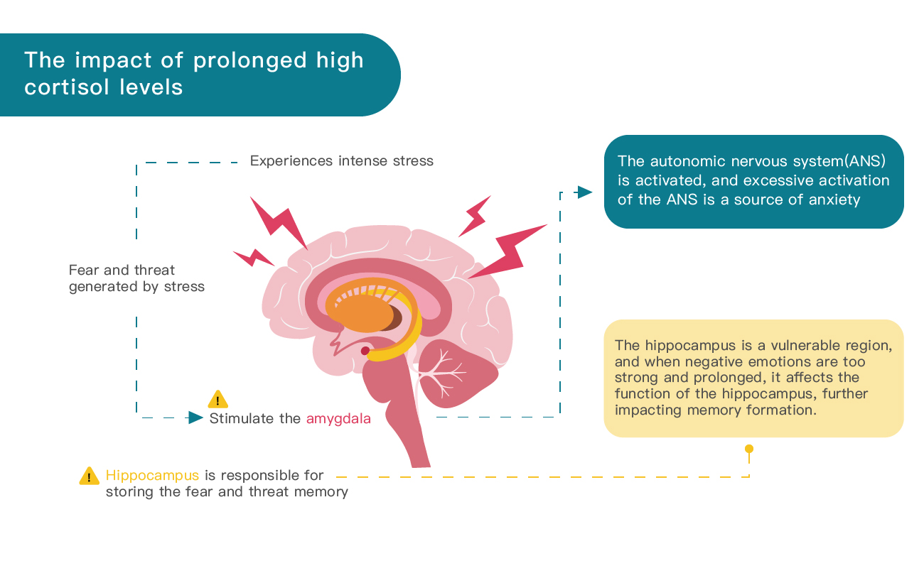 長期高水平的皮質醇影響