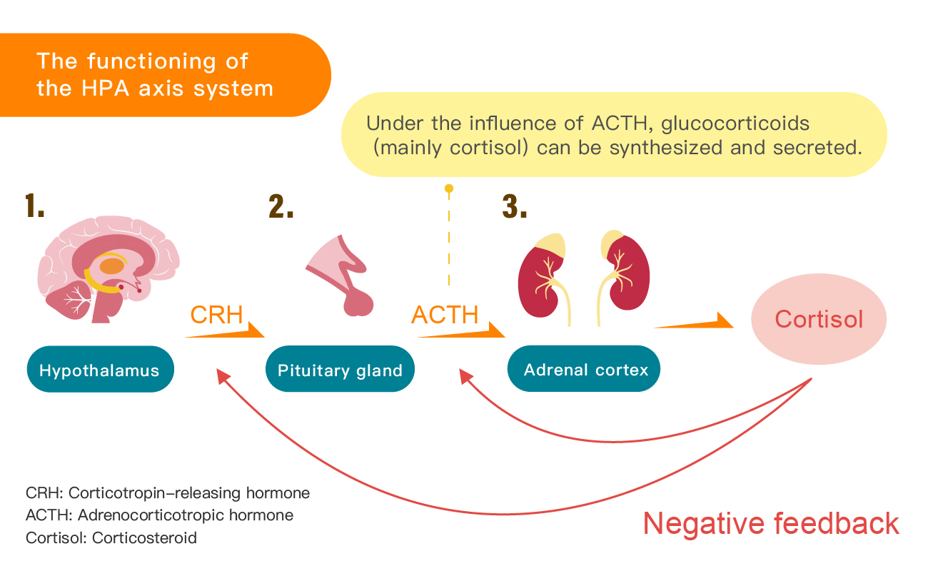 HPA Axis System