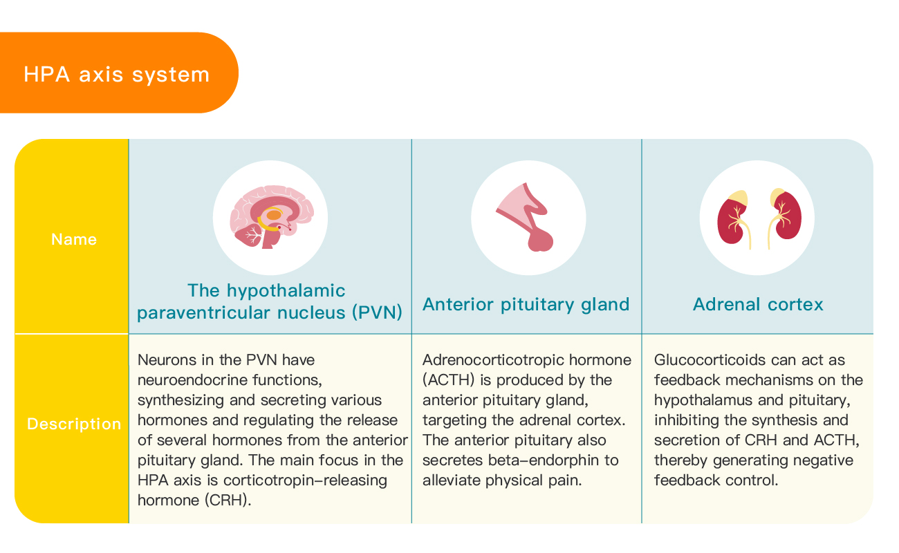 HPA Axis System