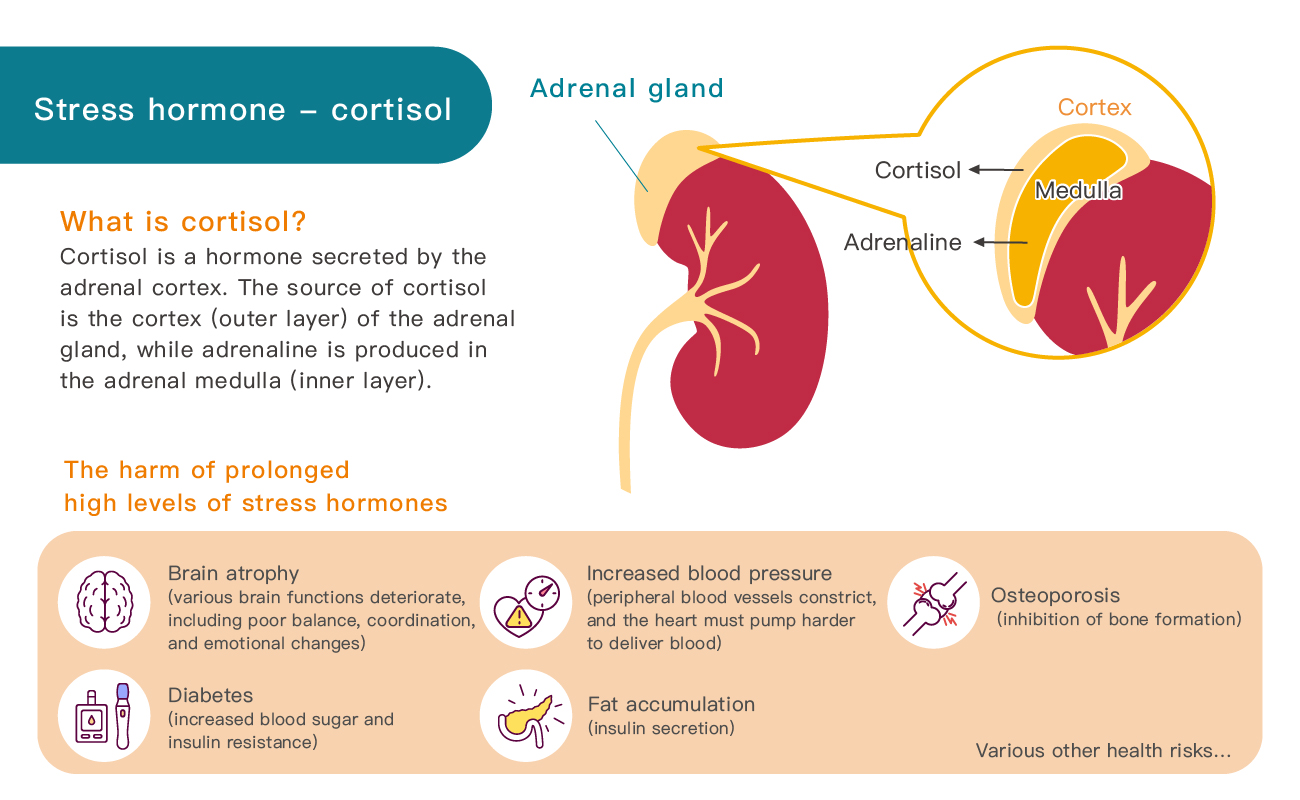 The Impact of Stress Hormones