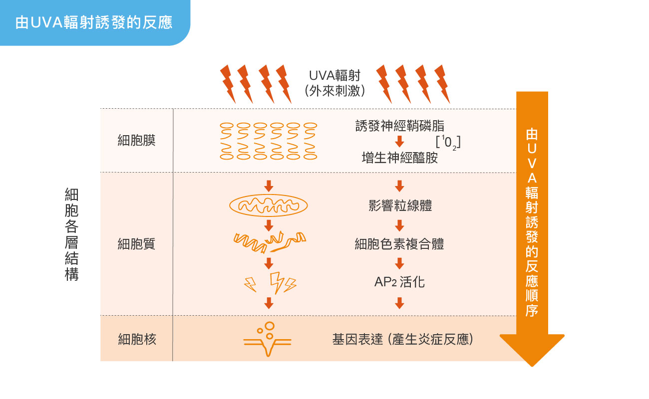 UVA 與 UVB 對皮膚有哪些威脅?