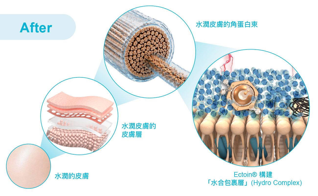 Ectoin構建水合包裹層Hydro Complex