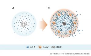 Ectoin 依克多因優先排斥效應示意圖，吸引水分子包覆蛋白質形成水合盾牌保護細胞