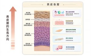 圖解表皮層細胞從基底層生長至角質層並建立皮膚屏障的機制
