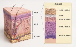3D皮膚結構剖面圖，展示表皮層、真皮層、皮下組織及角質層等表皮細節